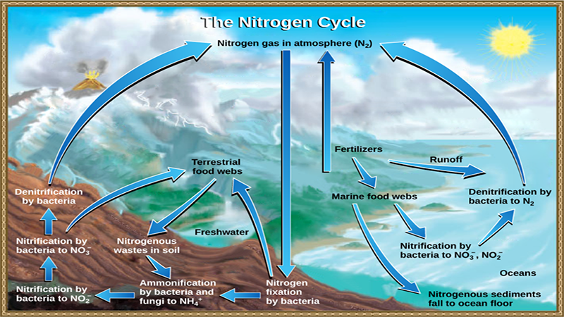 کاربرد نیتروژن در چرخه طبیعت